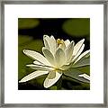 Blossoming Framed Print