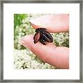 Blow-fly Pupae Framed Print