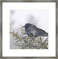 Blowin' In The Wind - Crow Framed Print