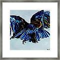 Out Of The Blue Framed Print