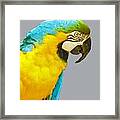Blue And Gold Macaw Framed Print
