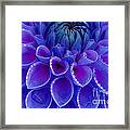 Blue And Purple Dahlia Framed Print