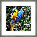 Blue And Yellow Macaws Framed Print