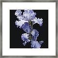 Blue Bearded Iris Framed Print