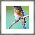 Blue Bird Portrait Framed Print