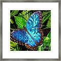 Blue Butterfly Framed Print