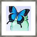 Blue Butterfly On Green Jar Framed Print