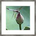 Blue Dragonflies Love Lotus Buds Framed Print
