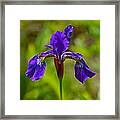 Blue Flag Iris Framed Print