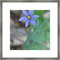 Blue Flower Framed Print