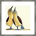 Blue Footed Boobies Framed Print