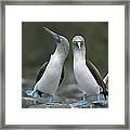 Blue Footed Booby Dancing Framed Print