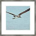 Blue-footed Booby In Flight Framed Print