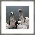 Blue-footed Booby Parents With Chick Framed Print