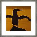 Blue-footed Booby Stretching Galapagos Framed Print