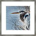 Blue Heron At Pond Framed Print