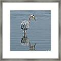 Blue Heron Hunting In Puget Sound Framed Print