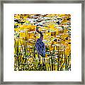 Blue Heron In A Golden Pond Framed Print