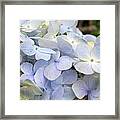 Blue Hydrangea Flowers Framed Print