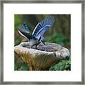 Blue Jay Bath Framed Print