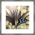 Blue Lily Fairy Framed Print