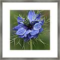 Blue Love Framed Print