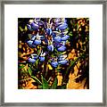 Blue Lupines Framed Print