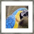 Blue Macaw Framed Print