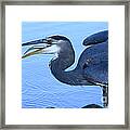 Blue Heron Gulp Framed Print