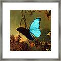 Blue Morpho Butterfly Framed Print