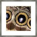 Blue Morpho Butterfly Underwing Abstract Framed Print