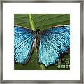 Blue Morpho - Morpho Peleides Framed Print