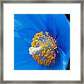 Blue Poppy Framed Print