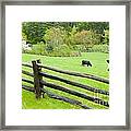 Blue Ridge Parkway Cows Framed Print