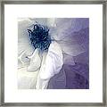 Blue Rose Framed Print