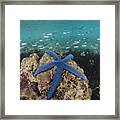 Blue Sea Star On Coral Reef Fiji Framed Print