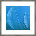 Blue Framed Print