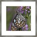 Blue Tiger Butterfly Framed Print