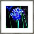 Blue Tulip Variation Framed Print