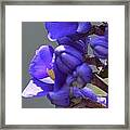 Blue Uprising Framed Print