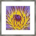 Blue Water Lily Framed Print