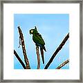 Blue-winged Macaw, Brazil Framed Print