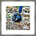 Blue Wren Framed Print