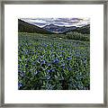 Bluebell Bounty Framed Print