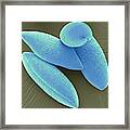 Bluebell Pollen Grains Framed Print