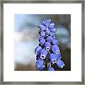 Common Grape Hyacinth Framed Print