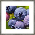 Blueberries Framed Print