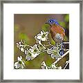 Bluebird And Dogwood Framed Print