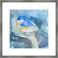 Bluebird Framed Print