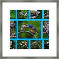 Bluebird Collage Framed Print